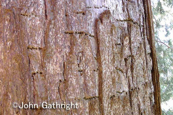 セコイアの樹皮。この穴はサップサッカーという鳥が穴をあけて樹液を吸っていった後だ。