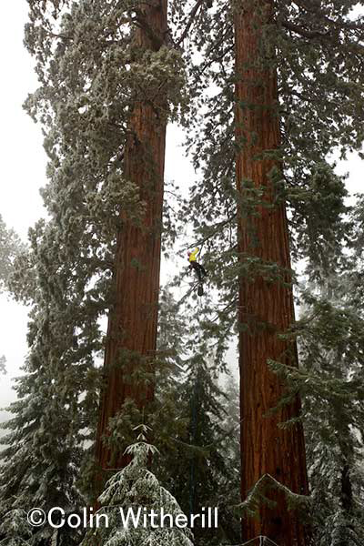 ツインシスターと呼ばれるジャイアントセコイア キャメロンがツリークライミングで樹上を目指す